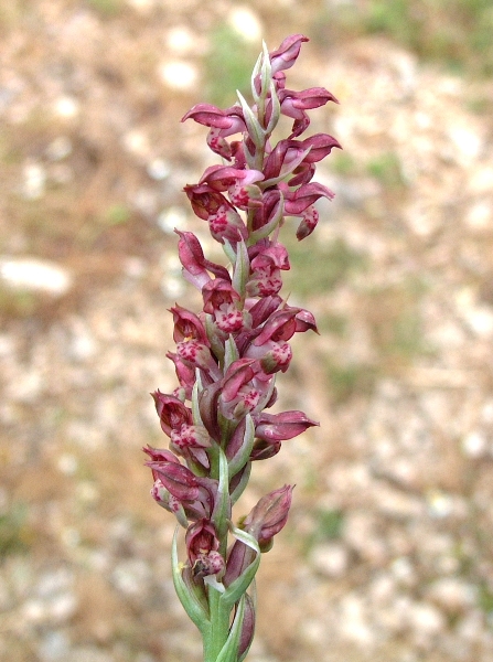 Anacamptis coriophora / Orchide cimicina